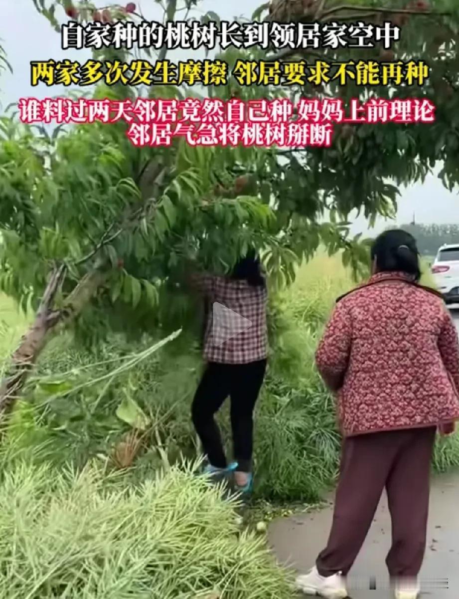 在老家，你遇到这种情况，你会怎么处理？家里的一棵桃树，结了很多桃子，把树都压弯了