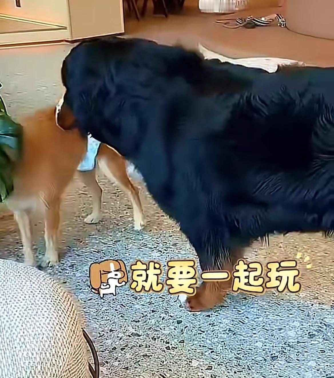 山东烟台，身价5万的伯恩山犬啾啾生气了，两个大哥轮流凶人家，好脾气的少爷也黑了脸