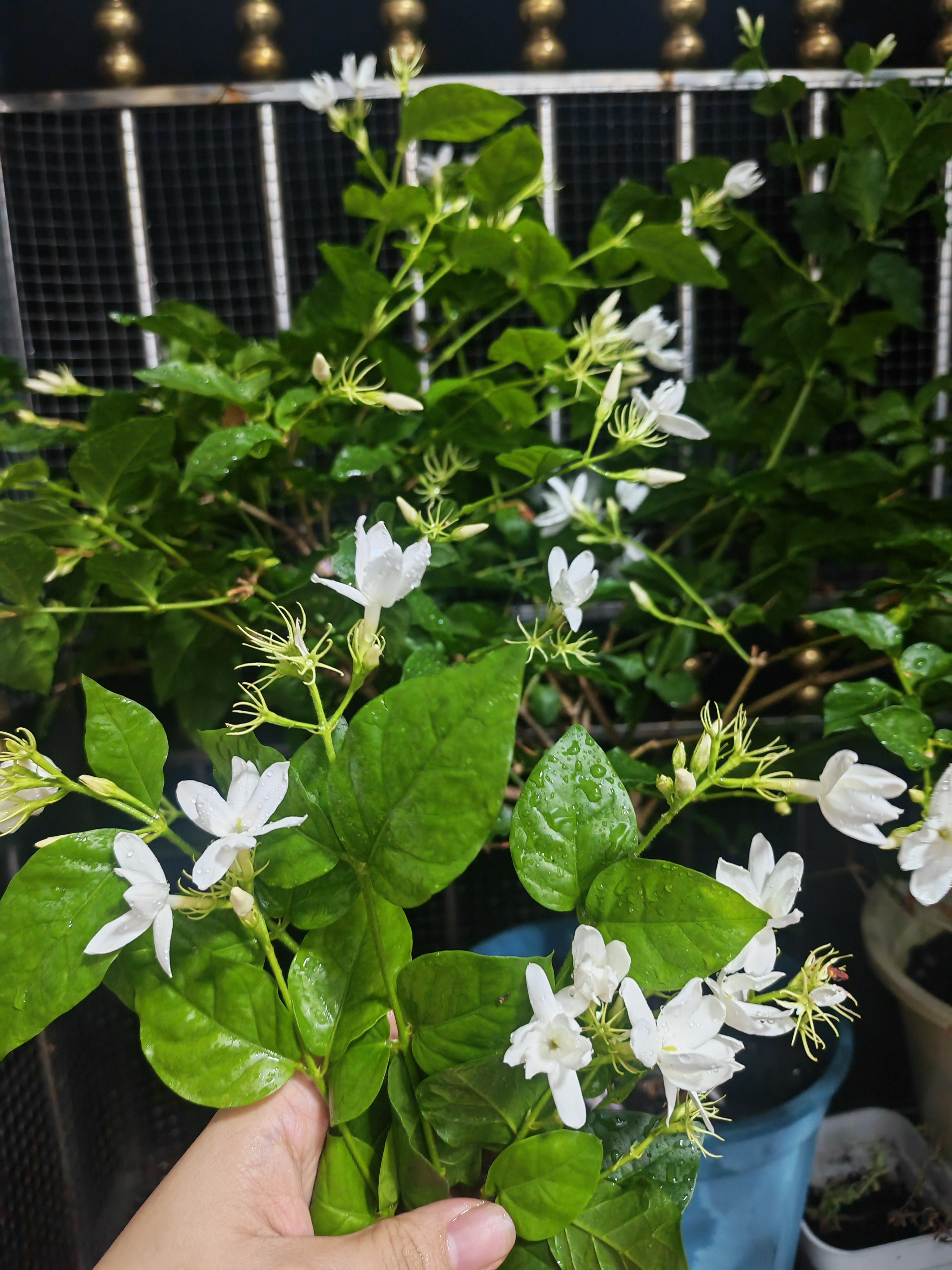 知道被雨打过后的茉莉花有多香吗？！嘿嘿剪一捧下来放床头用水养着，真的觉得很幸福楠