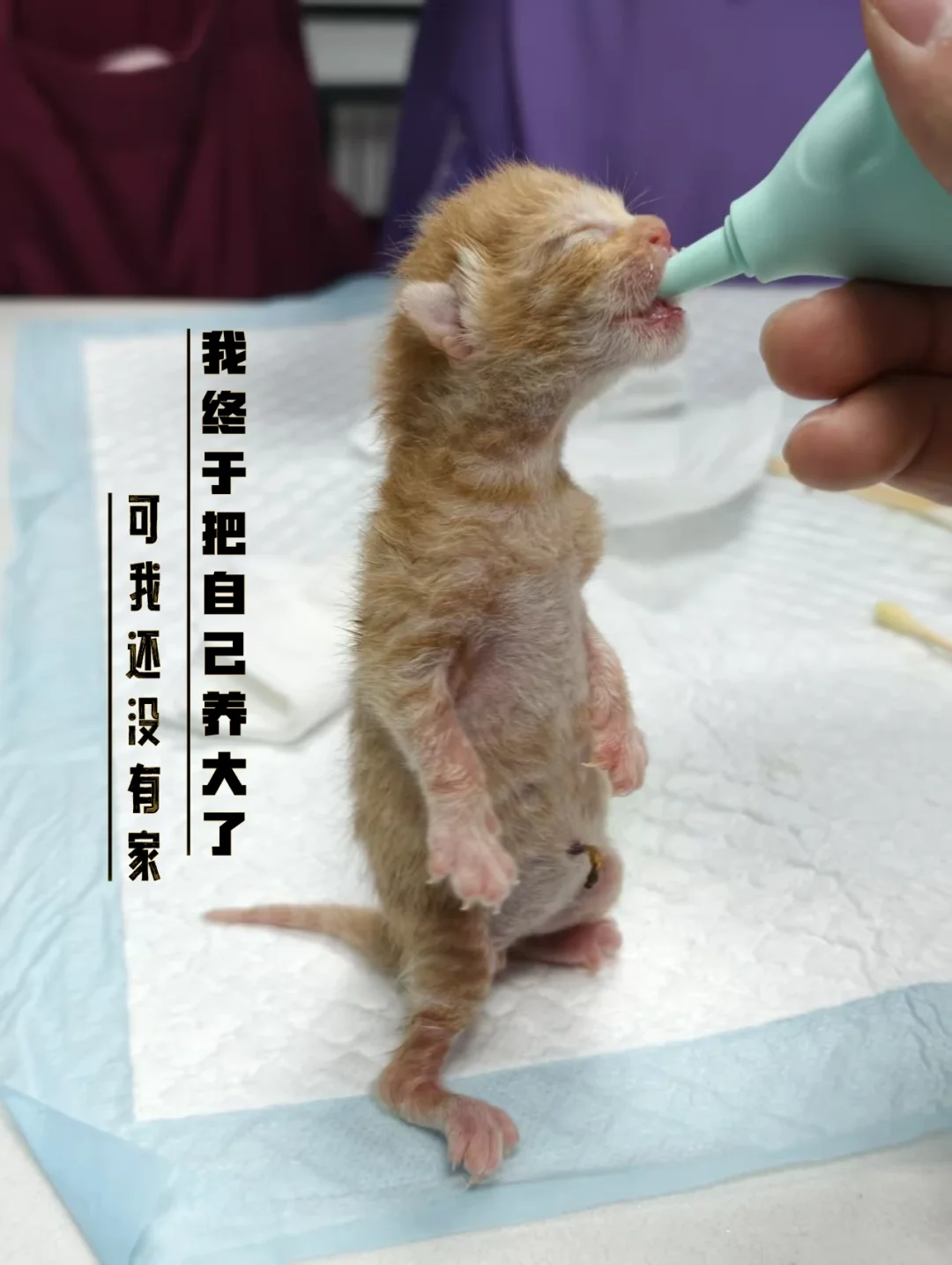 自己把自己养大的小奶猫找妈妈】四只小猫刚出生就被人狠心扔了，从未见过妈...