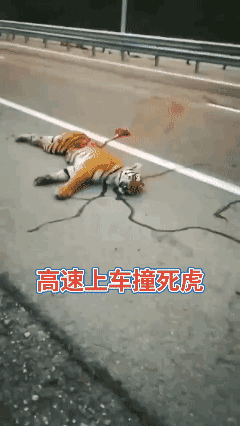 虽说你是百兽之王但车祸猛于虎啊！😱