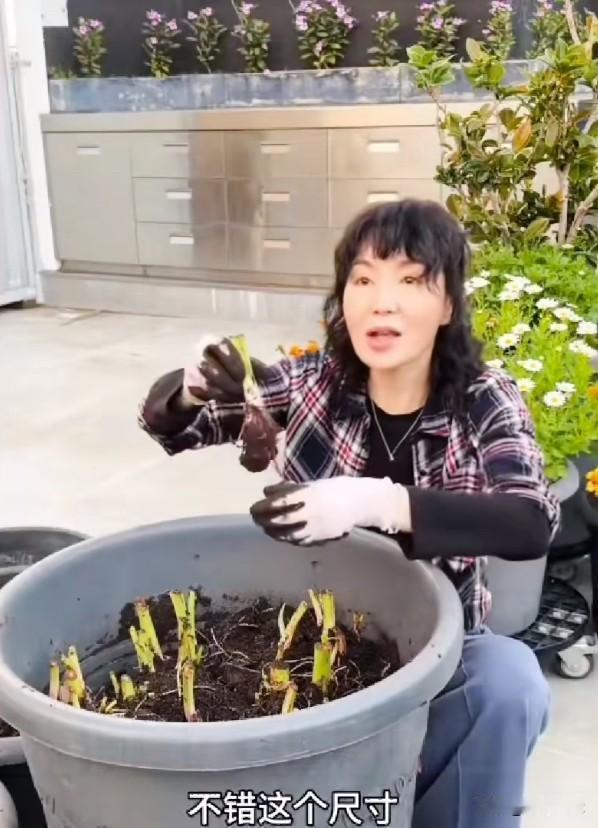 香港女明星张曼玉在自家阳台用花盆种了一大盆香芋，准备今天挖出来做芋头焖排骨，她们