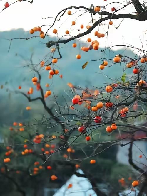 从乡镇到城市舞台，我的导师为何走到这一步？今天刷到一条公告，我愣了很久。