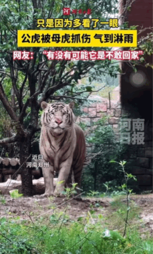 百兽之王颜面扫尽。河南郑州一动物园内，只因为公老虎多看了母老虎一眼就被母老虎抓