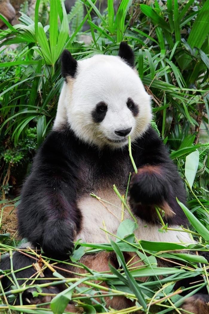 熊猫🐼是我们的国宝浑身圆滚滚的像个大糯米团子看上去很柔软很柔软真的想上在