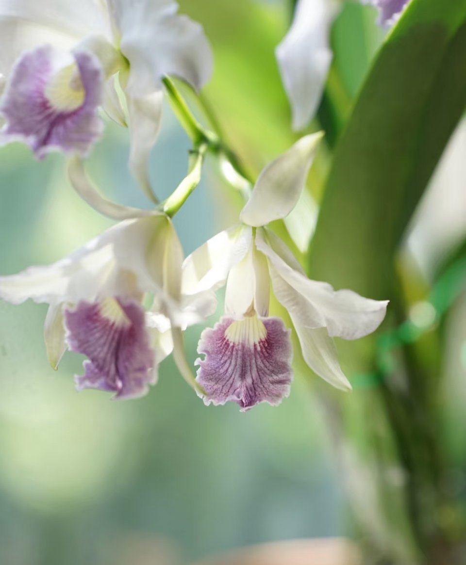 卡特兰的核心种植方法：1.栽培基质：优先用水苔、树皮、木炭（5:3:2）混合，