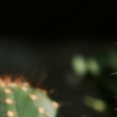 0000仙人掌的种植方法仙人掌喜充足光照，日常可全日照养护，夏季正午适当遮阴避免