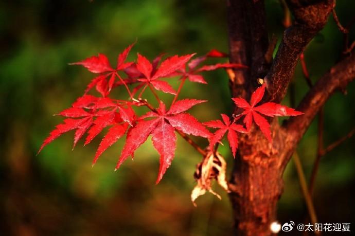 霜染红叶，拾一抹秋日温柔～寻美河南​​​