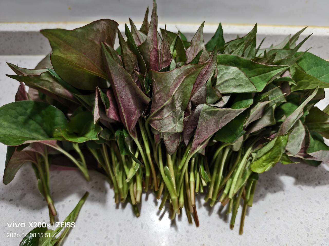 鱼腥草好吃不好吃呢白菜萝卜各有所看，我喜欢用鱼腥草嫩芽凉拌。