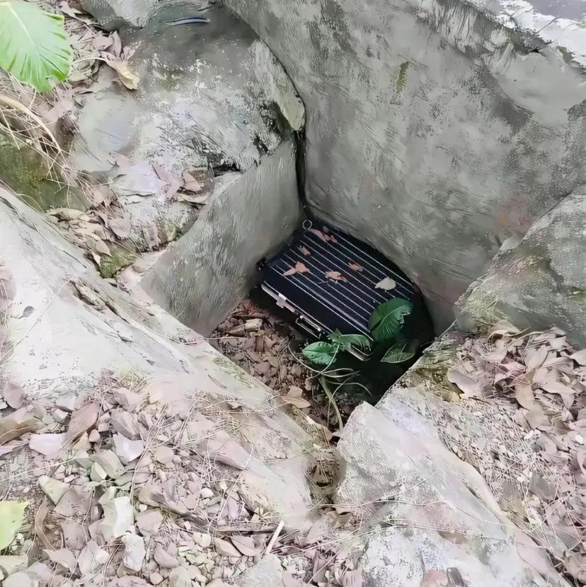 爬山时偶然发现了这个！我该怎么办？