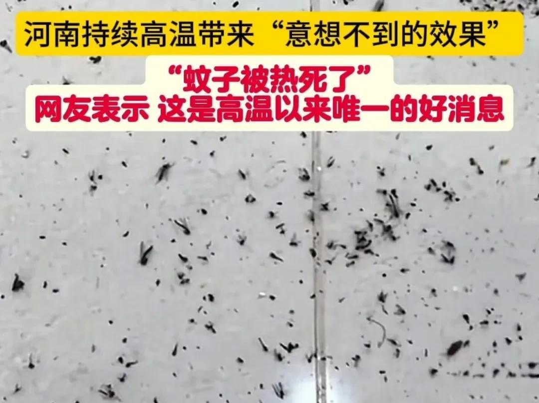 近日，刷到河南因为持续高温居然把大量蚊子热死啦！话说，大家是不是宁愿被咬几口，