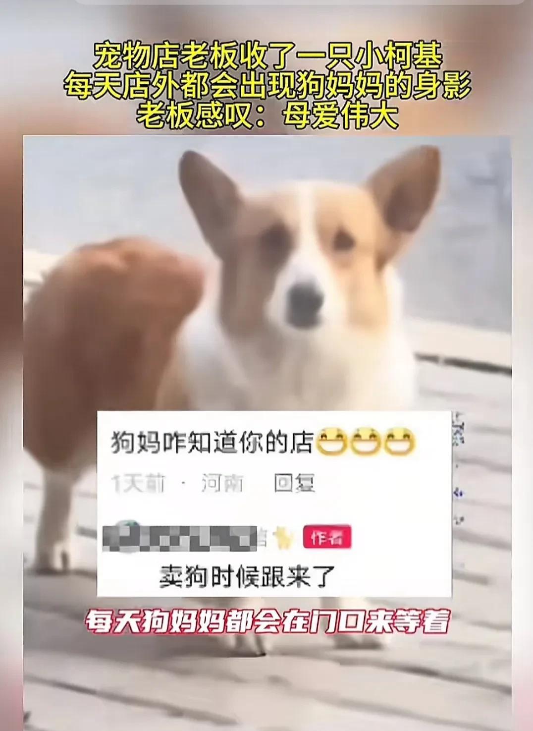 破防了！宠物店收了一只未断奶的柯基犬，每天店外会出现狗妈妈的身影，这对母子难舍难