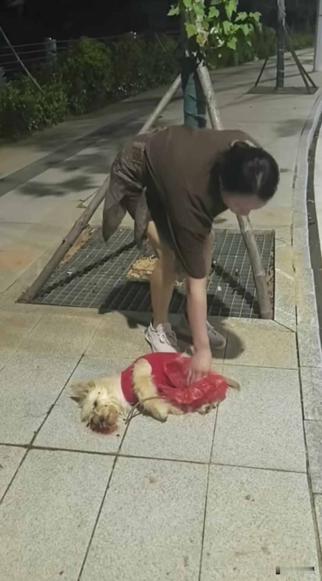 暖心阿姨套上塑料袋处理路上无人收尸的狗狗。
