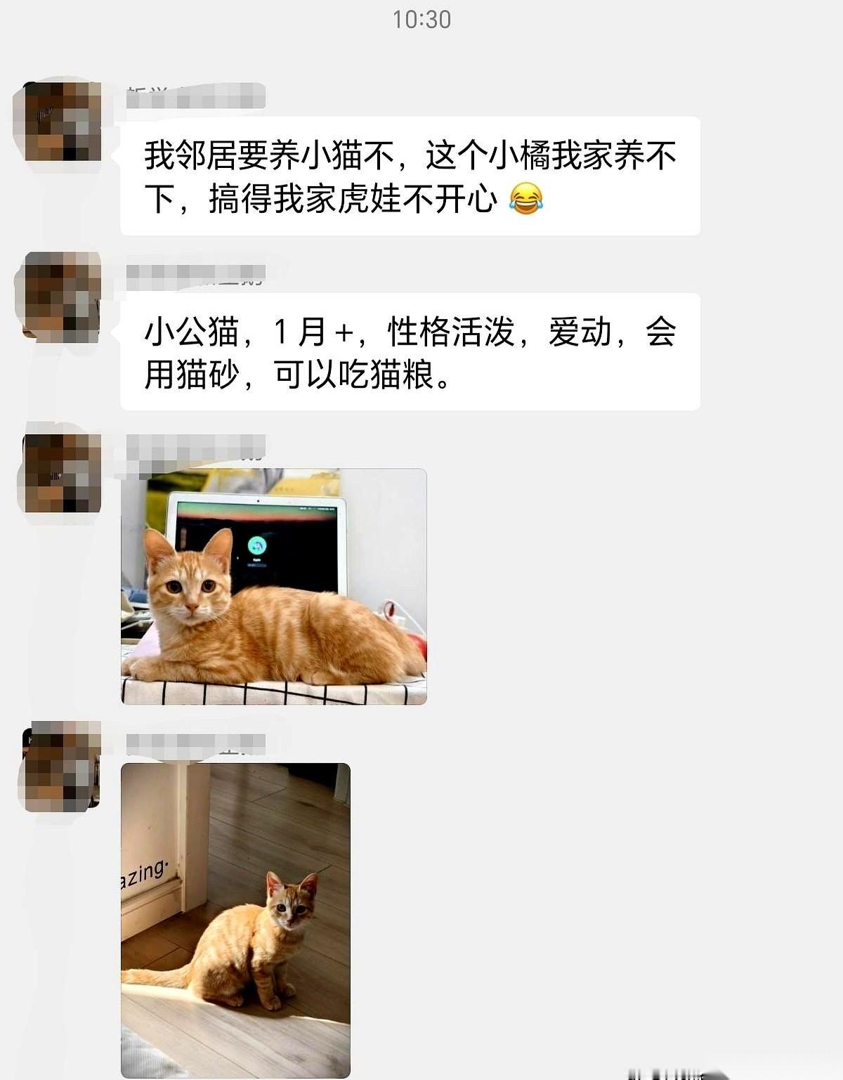 我今天算是把“叶公好龙”这个词儿给琢磨透了。主角，就是我老公。猫，他能爱到什