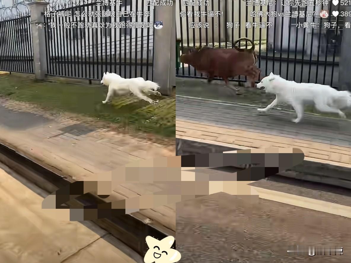 “解释不清了！”海南，一女子本想记录一下自家狗狗奔跑的视频。不料，在半路遇到了一