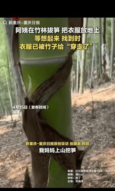 “笑不活了”福建一位阿姨，前几天去自家竹林里挖笋，干活正起劲，觉得身上燥热，顺手