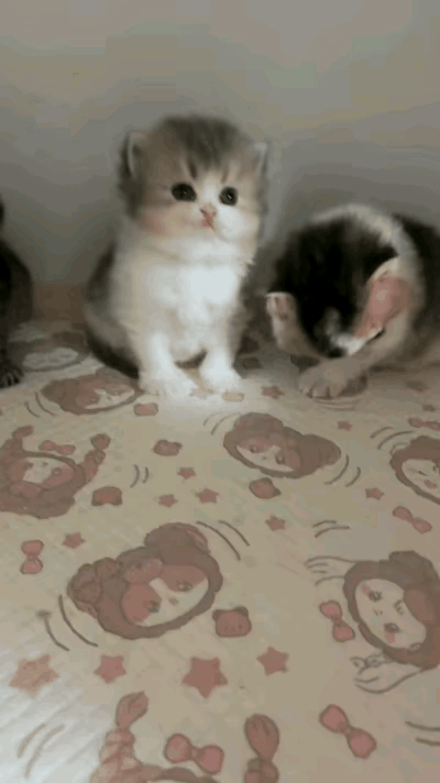 邻居家的小猫断奶了，我提前就给他说要抱一只养。今天让我去挑一个，三只小猫崽一个个