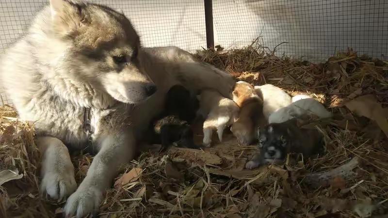 内蒙古女子养藏獒护羊，没想到狼群竟派出2只母狼色诱，生下12只狼獒宝宝万万没想