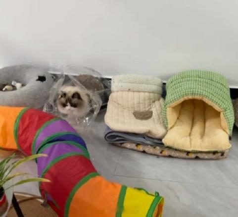 家里的猫对窝的选择有自己的主见