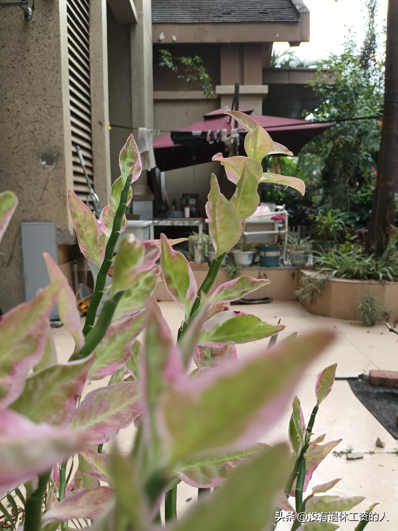 我父母住的地方，是一个单位的老小区，邻里之间基本上都认识。一楼住的张大妈，老