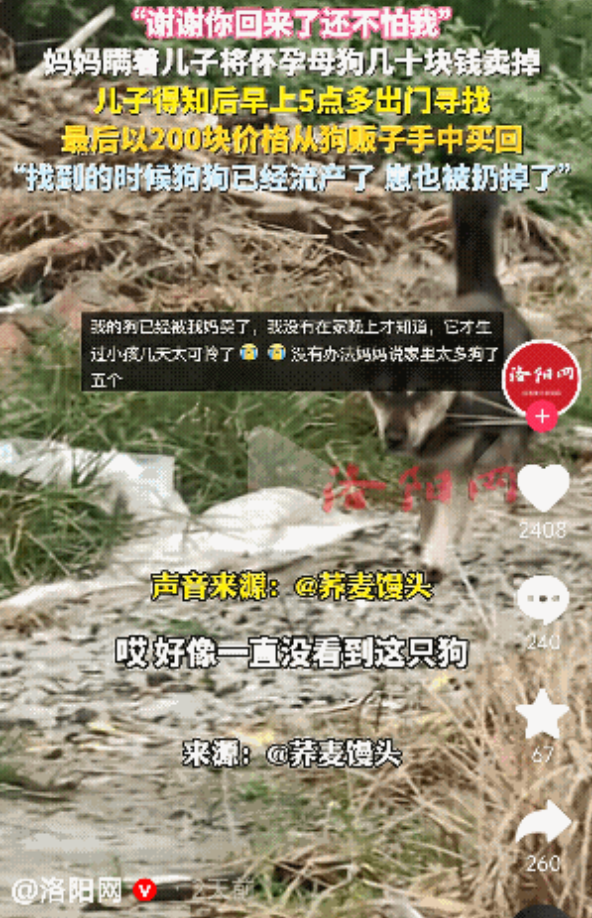 泪目！湖北小伙42小时寻回被妈卖掉的怀孕母狗，狗狗受惊早产，小狗已被丢弃