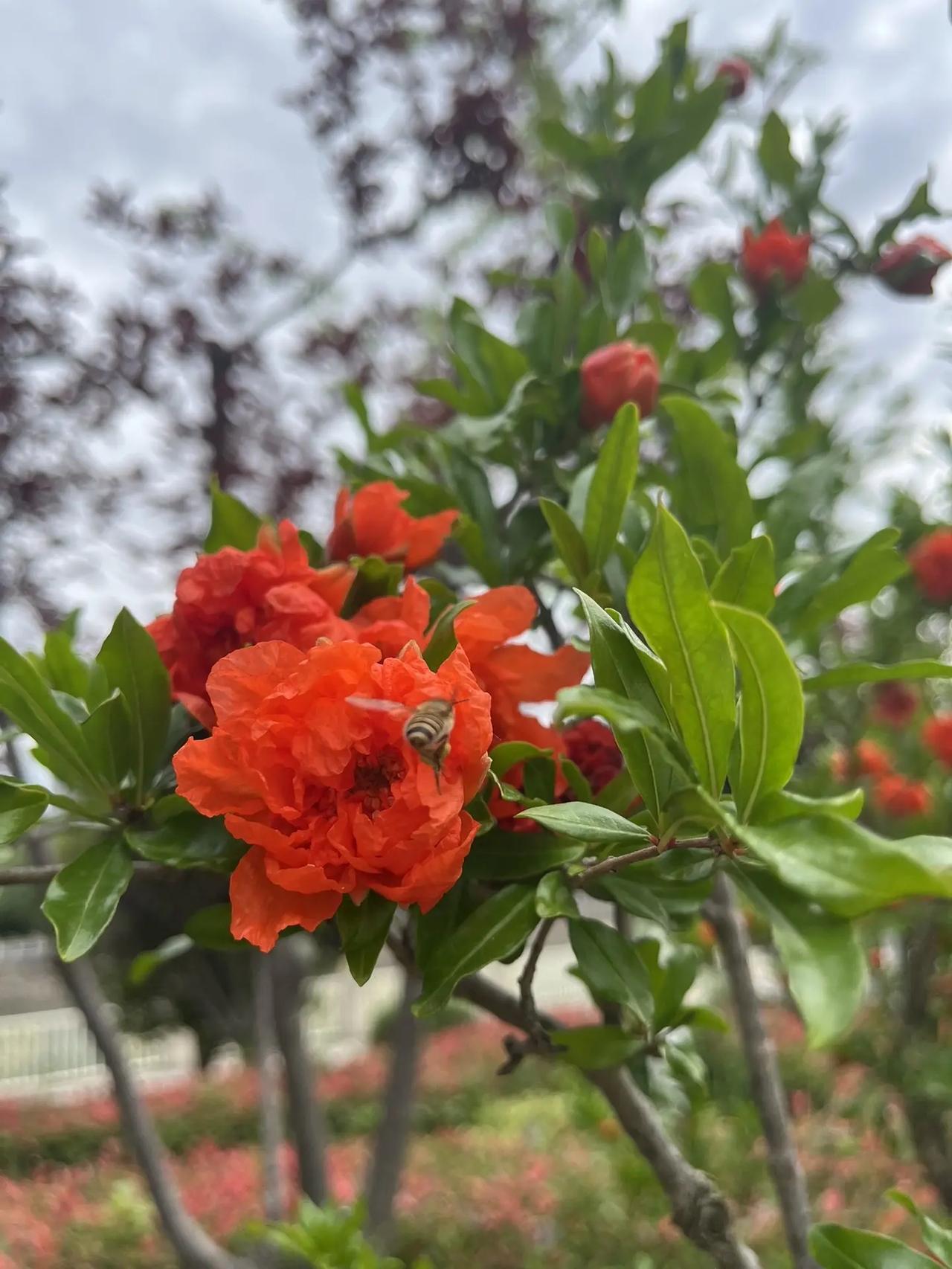 红起来，火起来，飞起来，不仅仅是风景