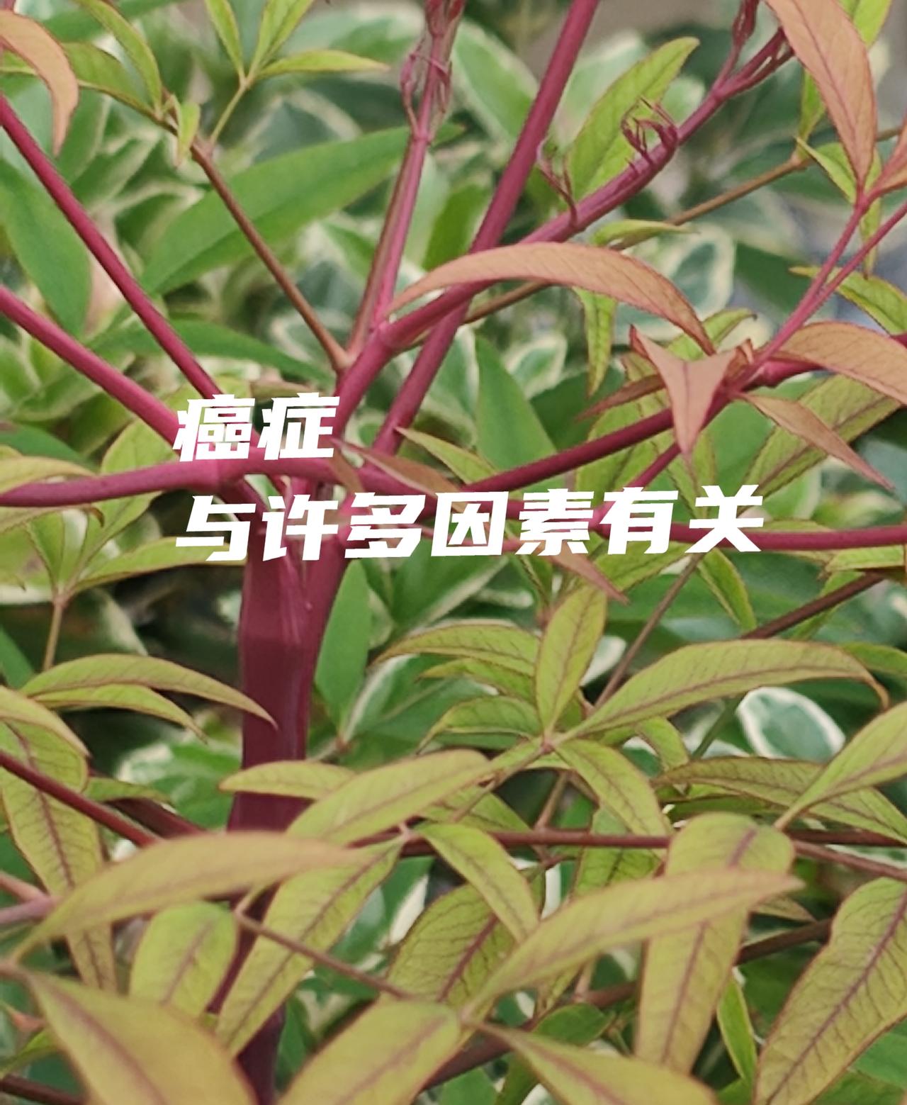 我不认同烂苹果原理癌症复发有许多原因……中药治疗也需要把握好分寸。还需要病人
