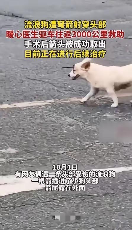 太感人了！一位宠物医院院长在看了好心人发的视频之后，驱车来回3000公里救助了一