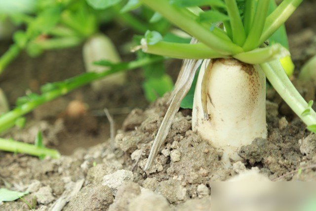 萝卜种植黄金期是什么时候? 萝卜种植注意事项, 看一看