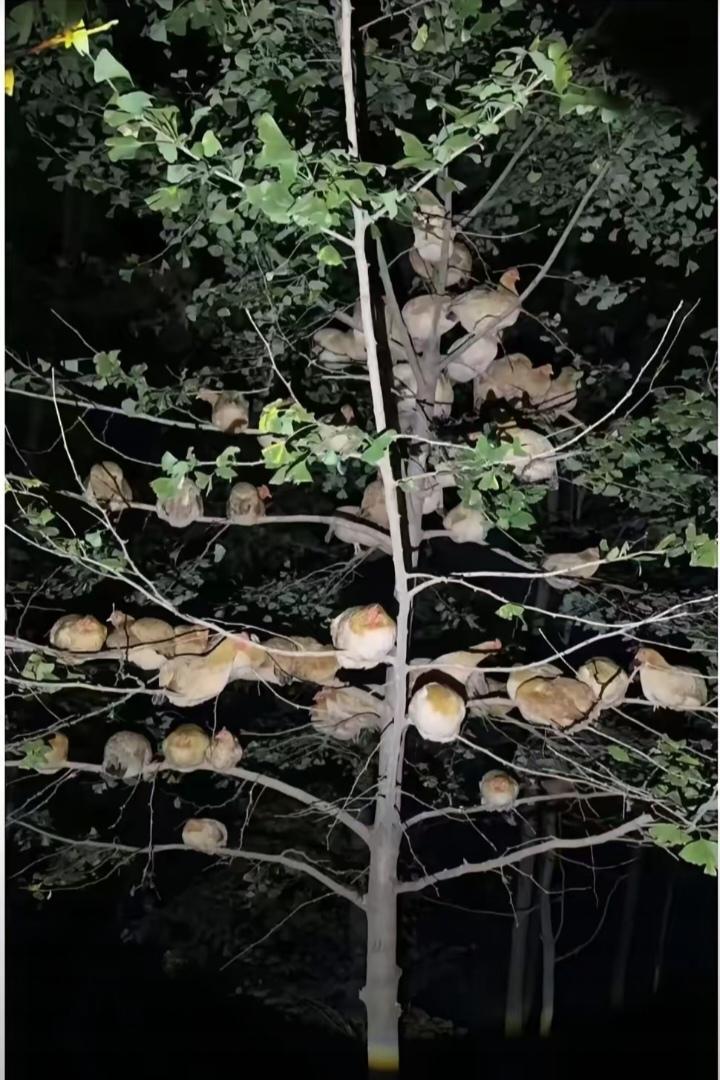 惊呆了!男子养了几十只鸡，精心照料大半年，眼看就能吃上了。这天晚上，他照常去