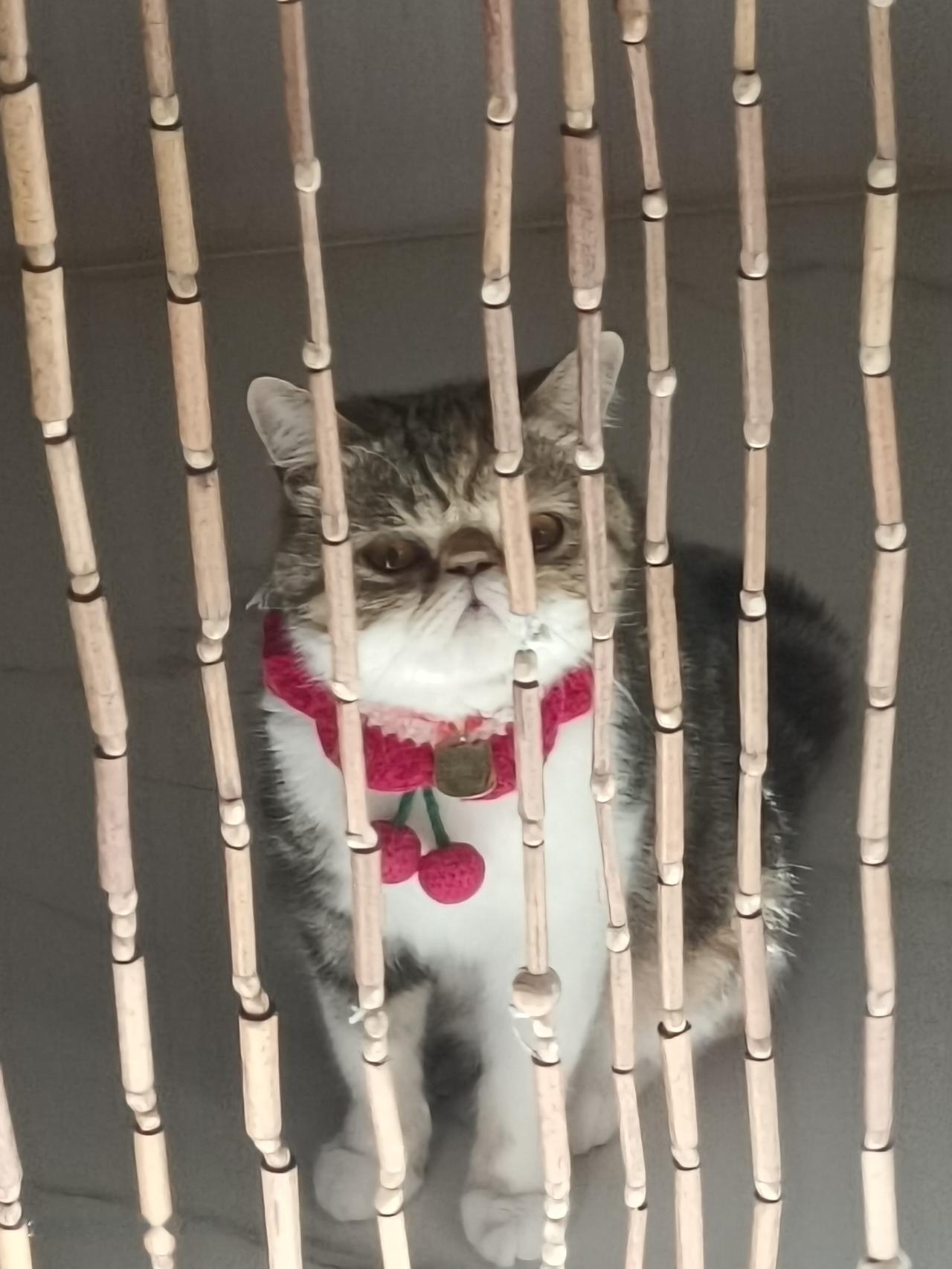 说起猫孩，我有九个。不是我收养的小流浪，而是我心软留下的家生子。本来为了孩子有