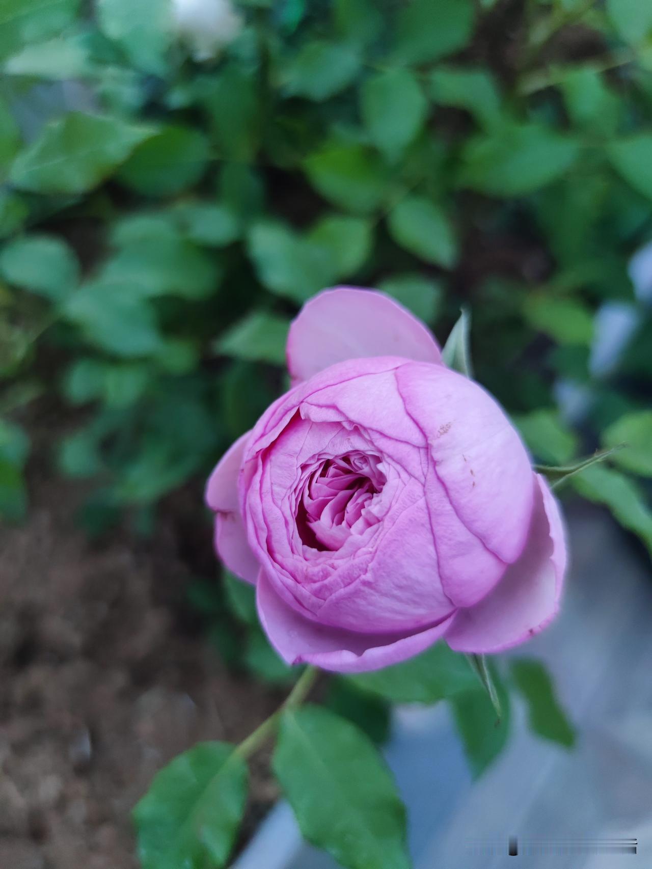 自从种了12种月季花，我就开启了花奴模式，前段时间蓝雨和罗伊生了蚜虫，喷了