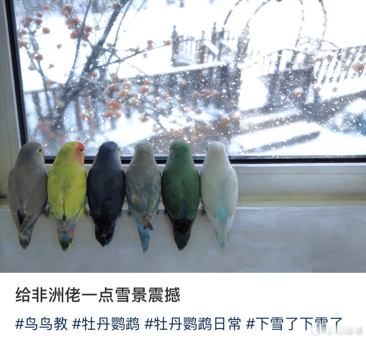 这一排鸡太好笑了