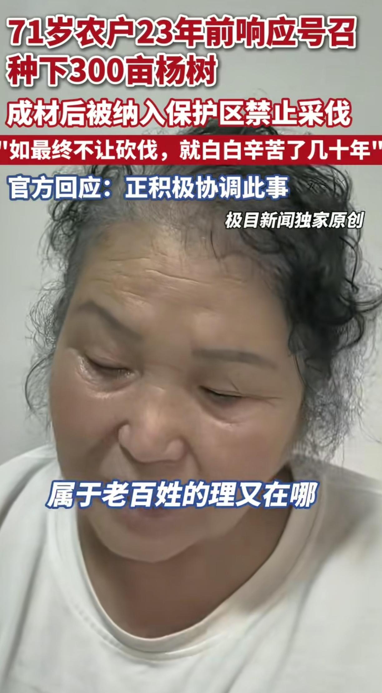 71岁农户自己种植的300亩杨树成自然保护区，也没给个补偿的说法，要是没有媒体曝