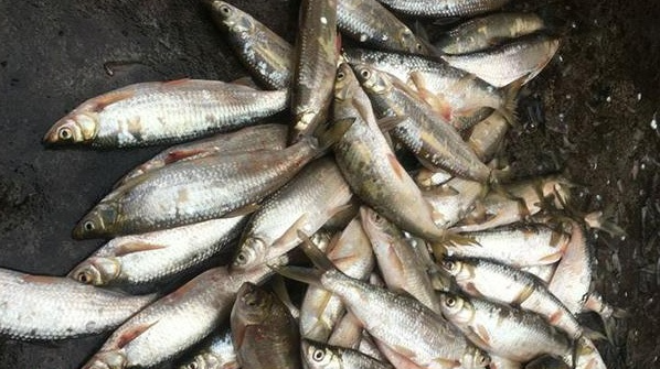 漫话钱塘江鱼鲜