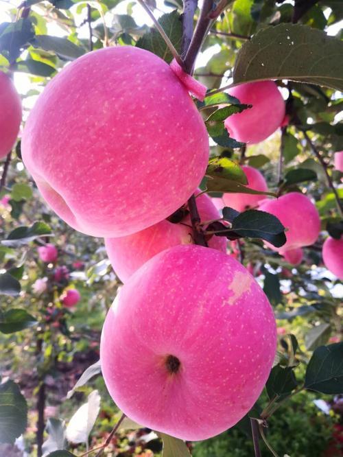 以偏概全，苹果口感好不好，品种只是一方面原因，更重要的因素是产地，山泉水浇灌的胶