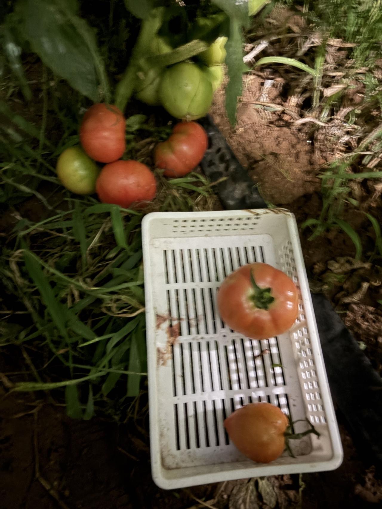 成熟的西红柿🍅，最怕鸟儿叨，还怕裂口。棚里傍晚浇了水，就怕明早起来