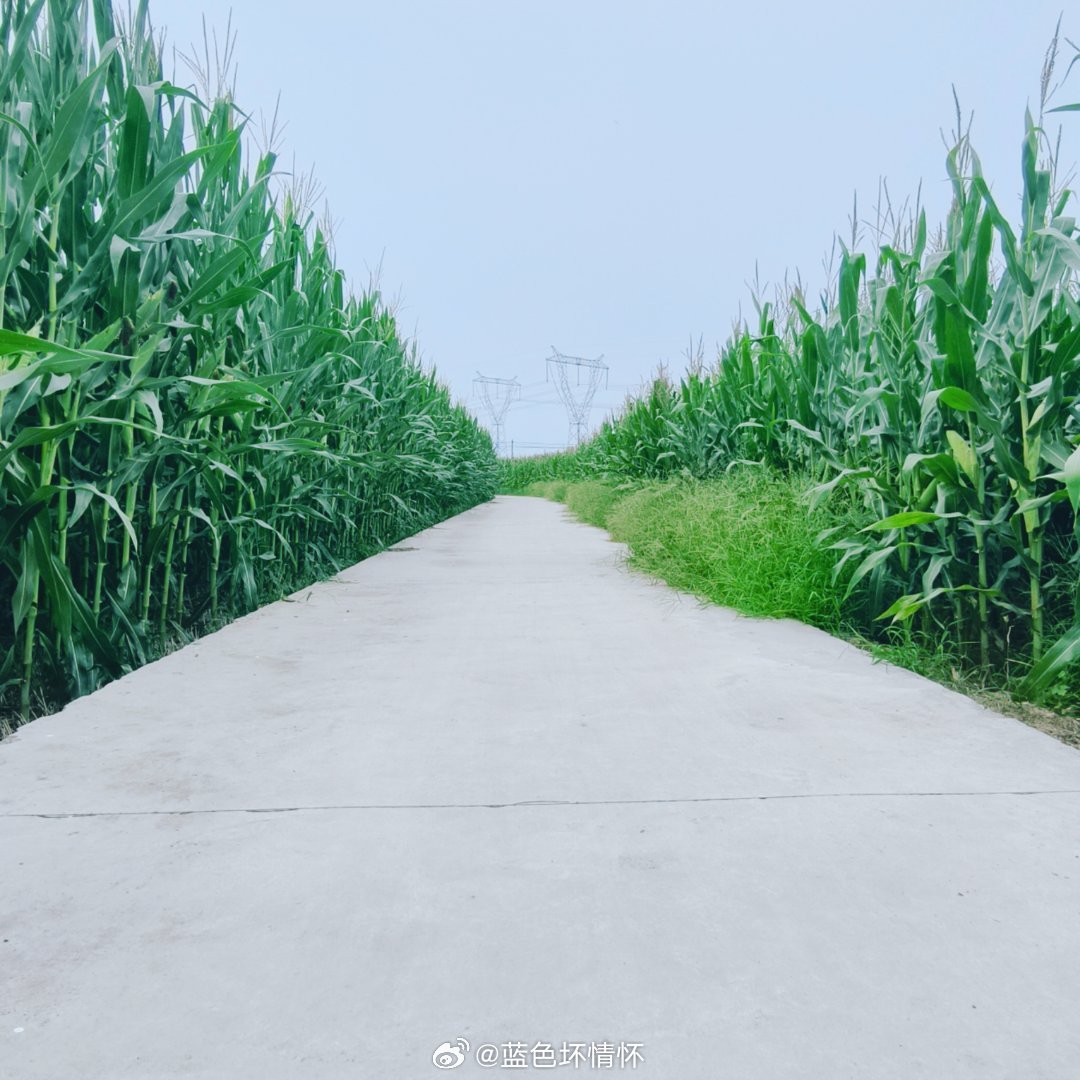 骑行路过一大片玉米青纱帐🌽脑海瞬间闪过某剧名场面[惊恐]好想外加+…☞一场毫无顾忌的狂欢✨✨​