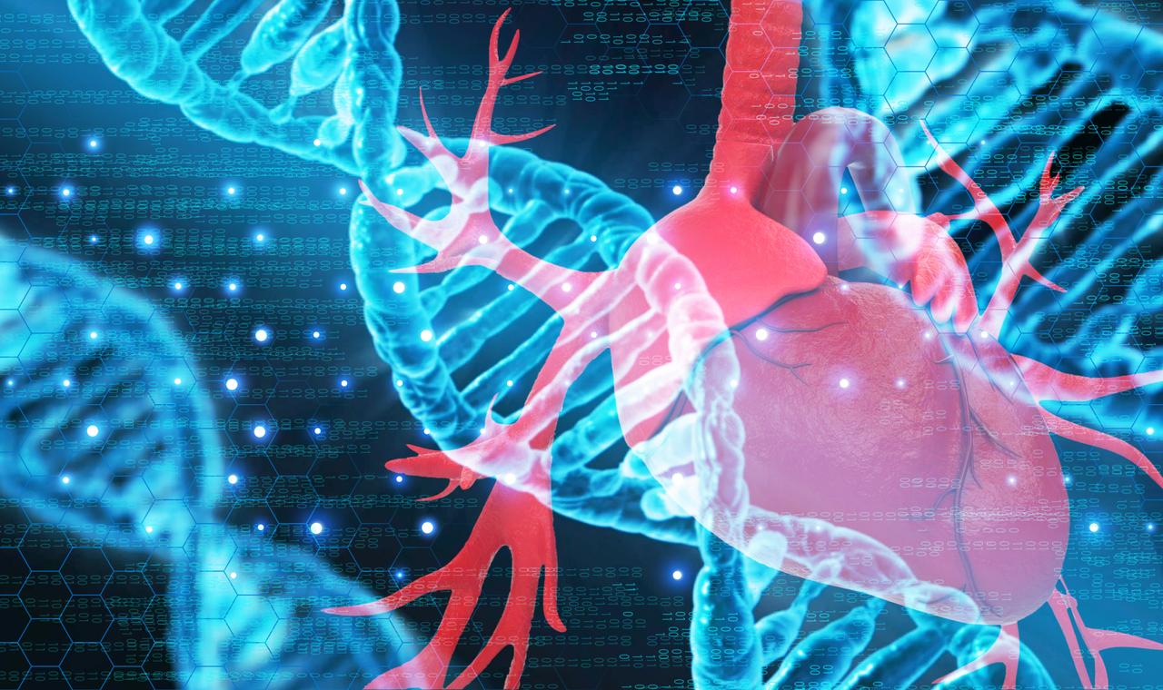 【我科研团队发现心脏细胞分化“命运开关”】昆明理工大学灵长类转化医学研究院教授李