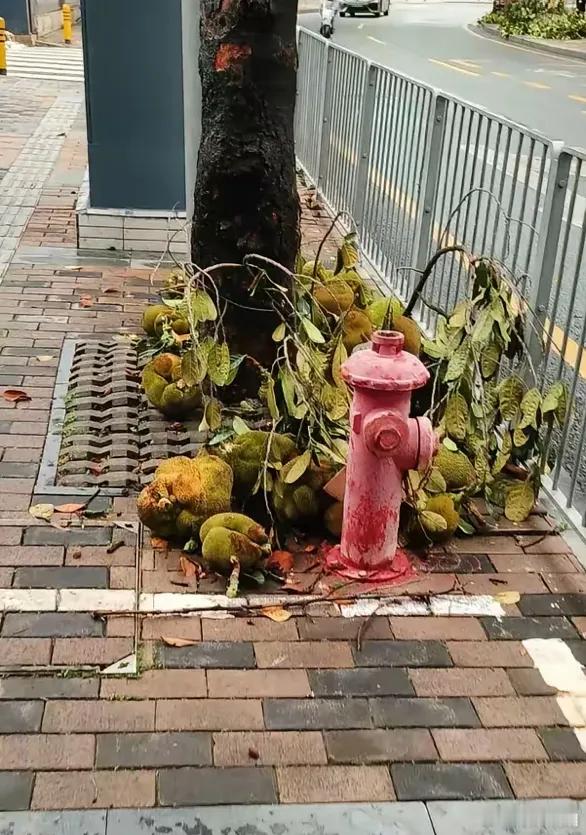 台风过后的深圳绿化带。​​​