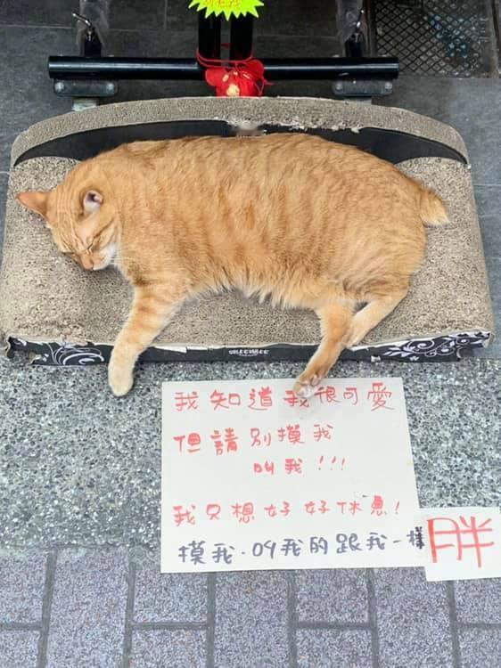 请尊重猫权...