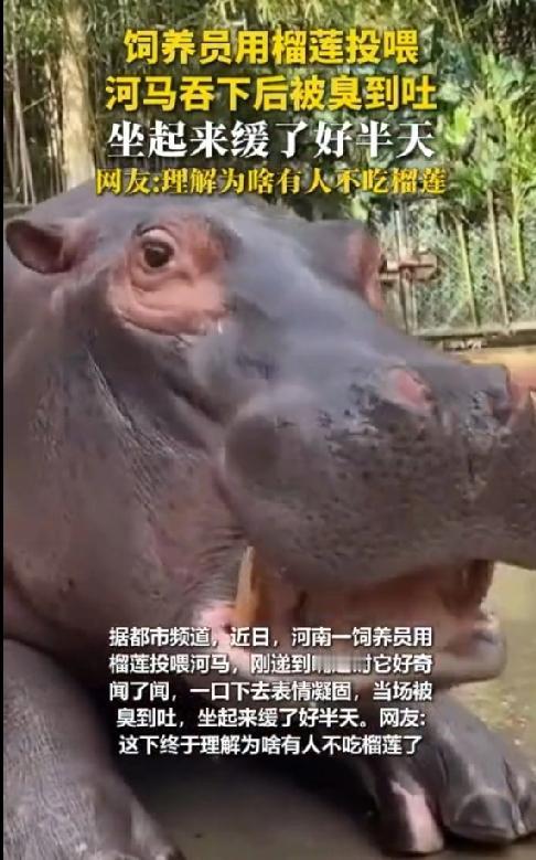人干事儿？有个饲养员恶趣味，突发奇想想要看看从不挑食的河马吃榴莲到底是什么反应，