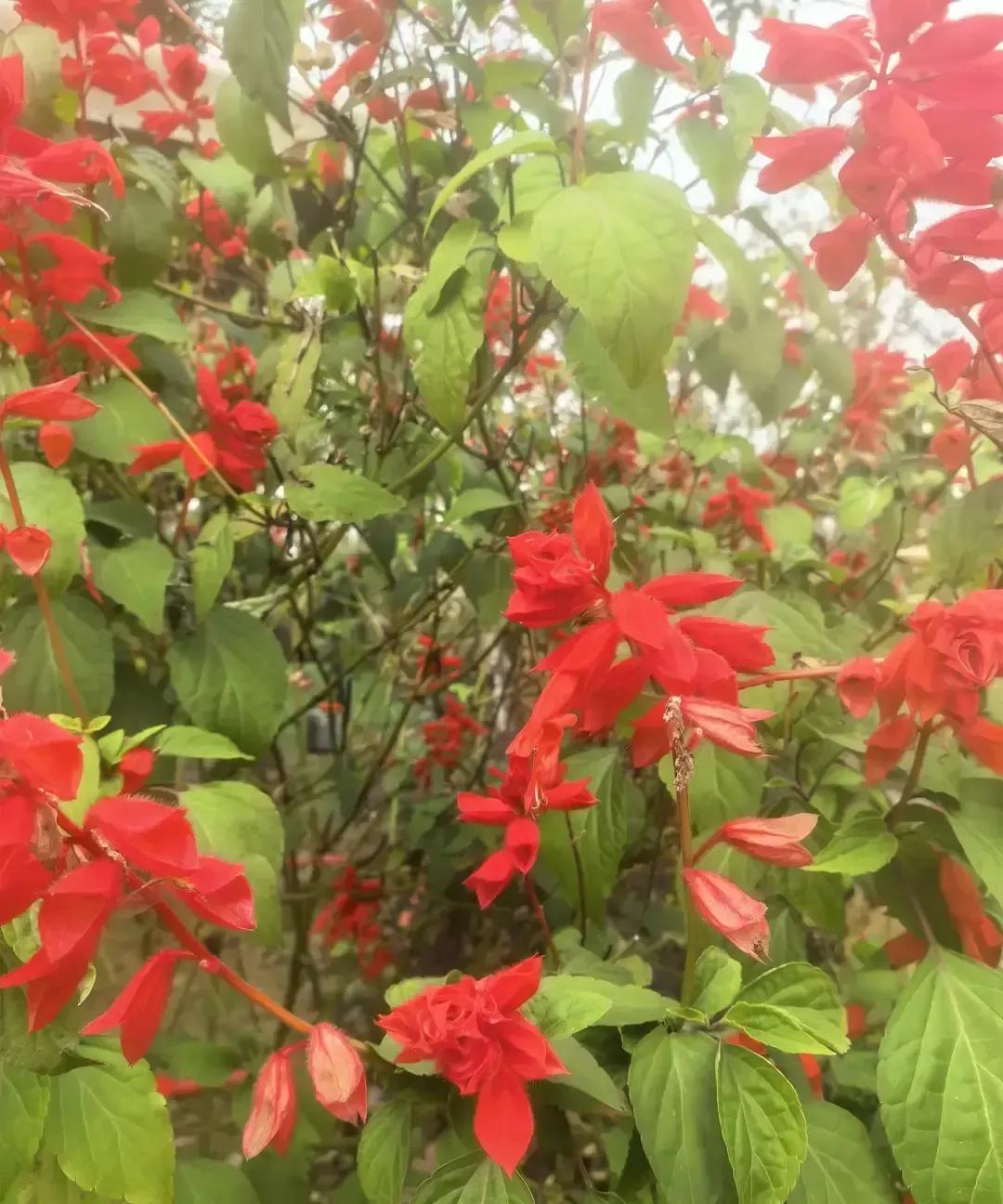 老板上午接到4S店电话，说他的车已经在修还要做保养，他一脸懵，转头就call我：