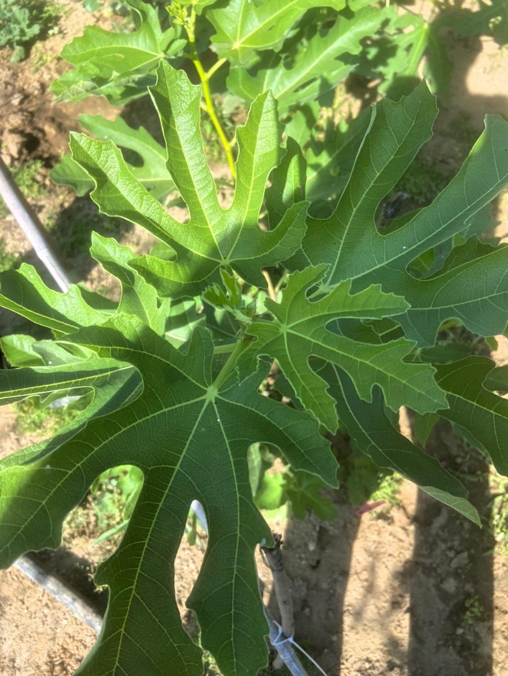 小天使无花果这个品种，是我今天春天嫁接的，也不知道对版不。当时早春气温刚稳在15