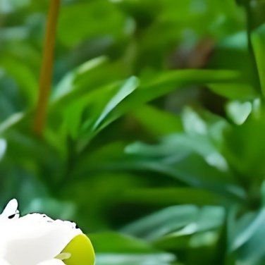 0000生活手记种植‎种植文案夜光白牡丹种植方法🌱种植时间与土壤最佳时机：