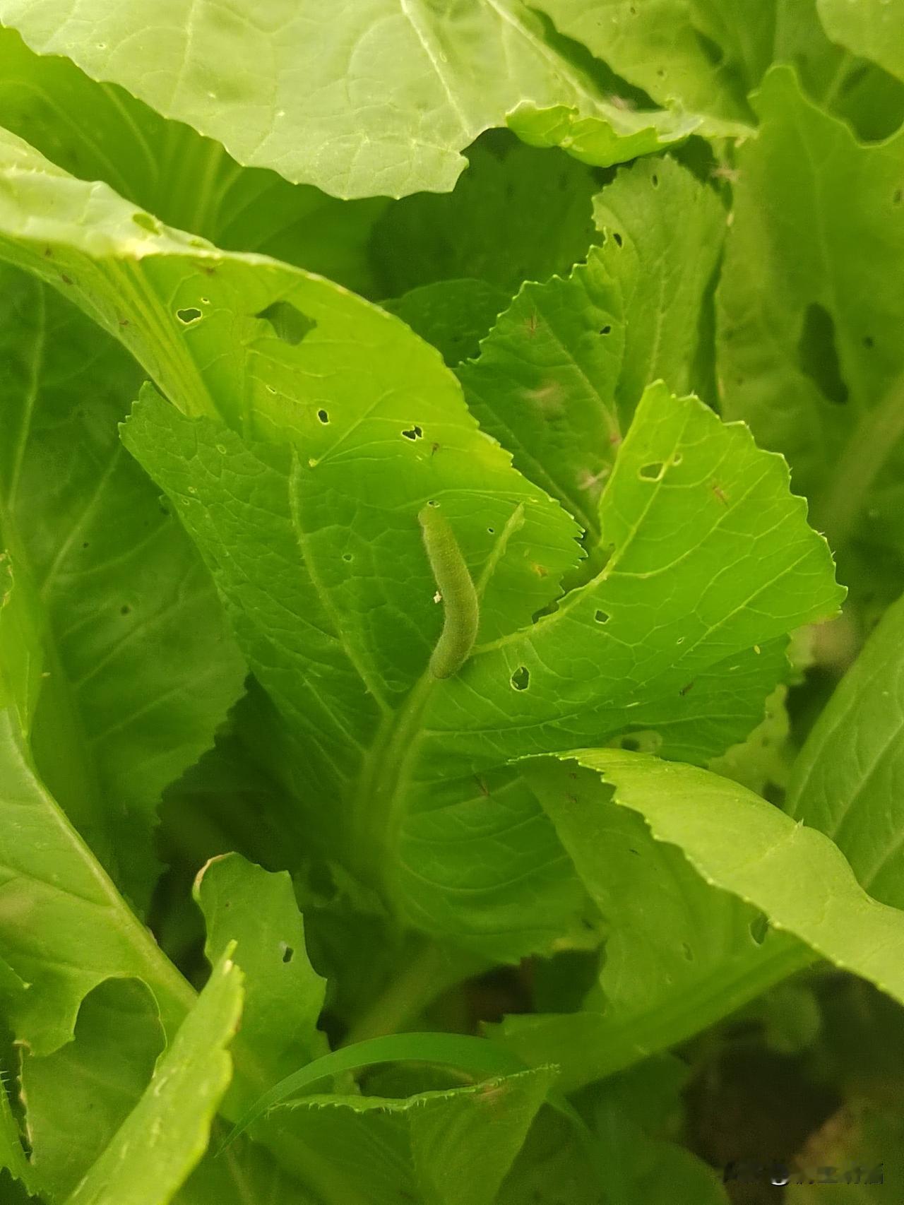自家青菜，不打农药的青菜，叶片上的虫洞是自然的勋章，青虫啃食的痕迹，藏着最本真的