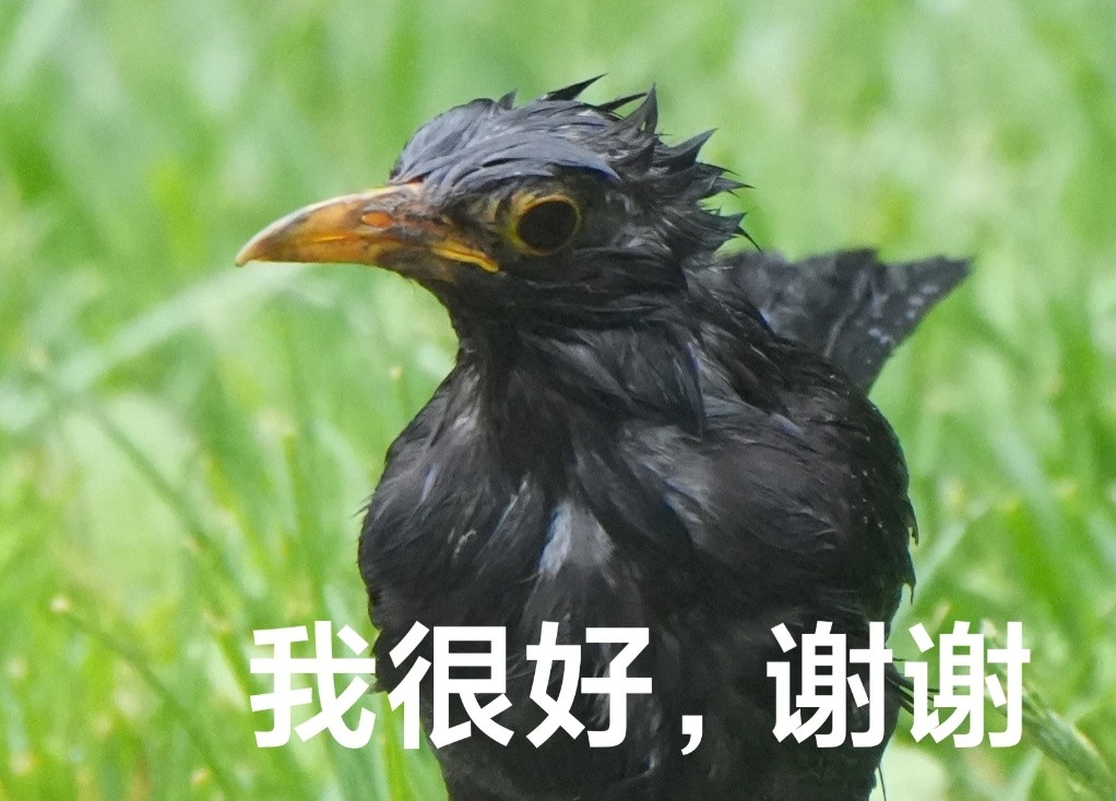 【鸟界难道有隐形雨衣？】下雨天总能看见一些“傻鸟”在雨中呆呆地挨淋，既不打伞，也