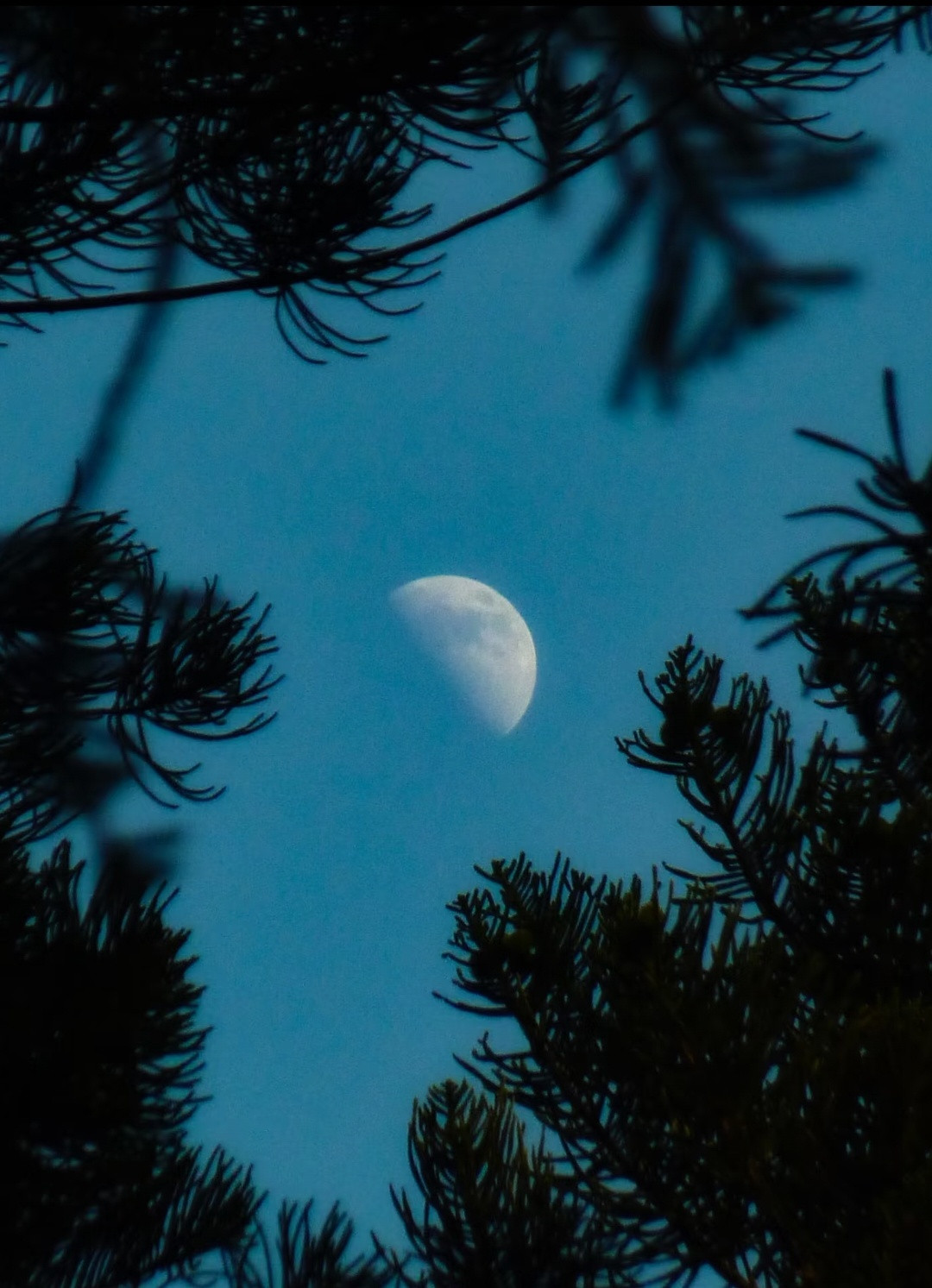 夜晚散步，消化一顿丰盛的寂寥。月亮的一只鹤脚立在云天，我掌心微热，感到畅快。冬天