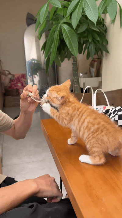 恁快看这只胖乎乎的小橘猫，一眼瞅准主人手里没啃完的鸡骨头，立马踮起脚尖站在木桌上