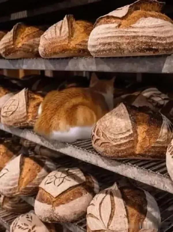 菠萝面包🍞🐱成功潜伏黑麦面包群。